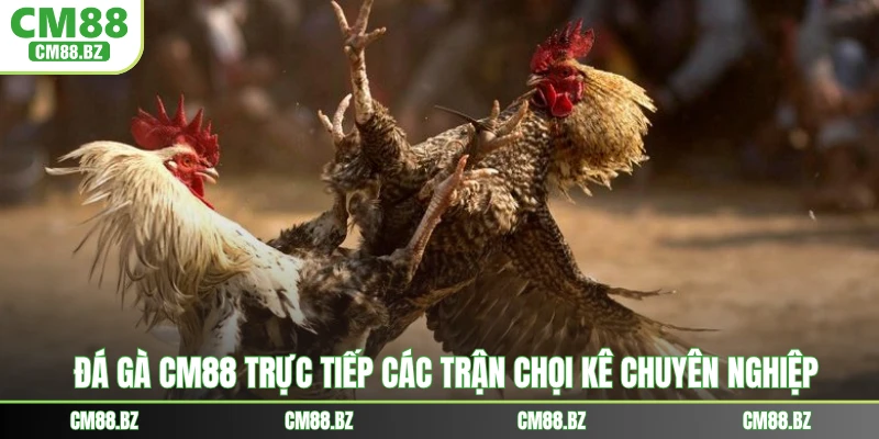 Đá gà CM88 trực tiếp các trận chọi kê chuyên nghiệp