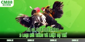 Đá Gà Cựa Dao CM88 - 3 Loại Nổi Tiếng Và Luật Cụ Thể