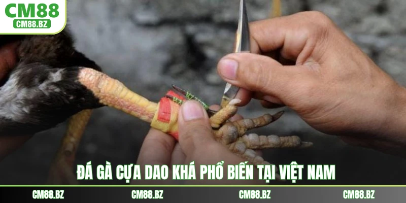 Đá gà cựa dao khá phổ biến tại Việt Nam