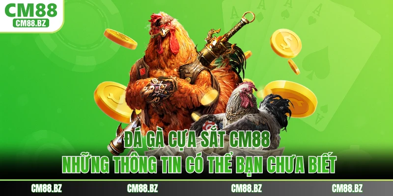 Đá Gà Cựa Sắt CM88 - Những Thông Tin Có Thể Bạn Chưa Biết