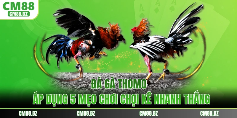Đá Gà Thomo - Áp Dụng 5 Mẹo Chơi Chọi Kê Nhanh Thắng