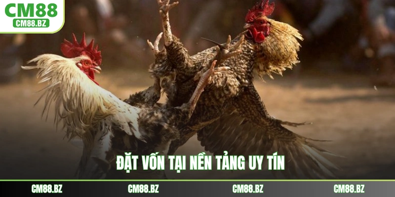 Đặt vốn tại nền tảng uy tín