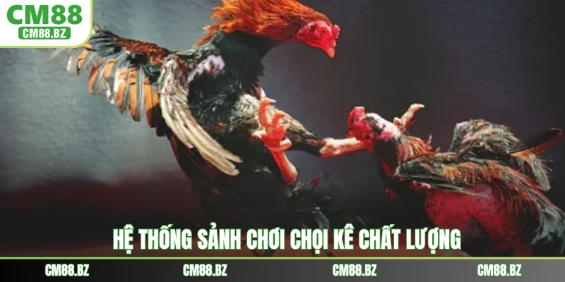 Hệ thống sảnh chơi chọi kê chất lượng