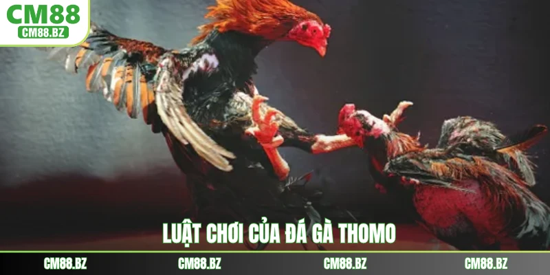 Luật chơi của đá gà Thomo
