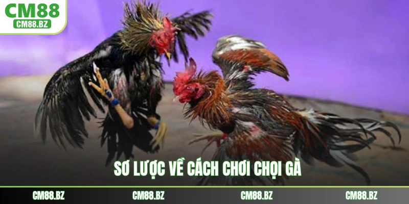 Sơ lược về cách chơi chọi gà